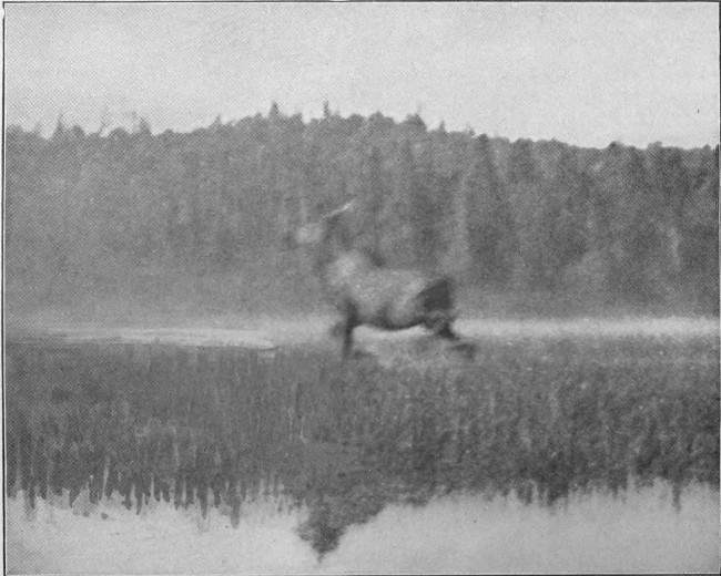 BULL MOOSE ON BLACK POND. (West Branch Waters.)  Photographed from Life.