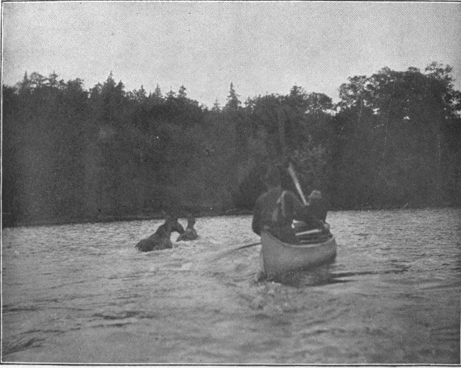 COW AND CALF MOOSE LEAVING THE WATER. (Lobster Lake.)  Photographed from Life.