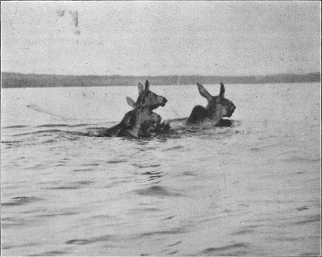 COW MOOSE AND CALVES SWIMMING MUD POND.  (West Branch Waters.)  Photographed from Life.