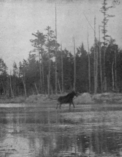 BULL MOOSE IN CARIBOU LAKE.  Photographed from Life.