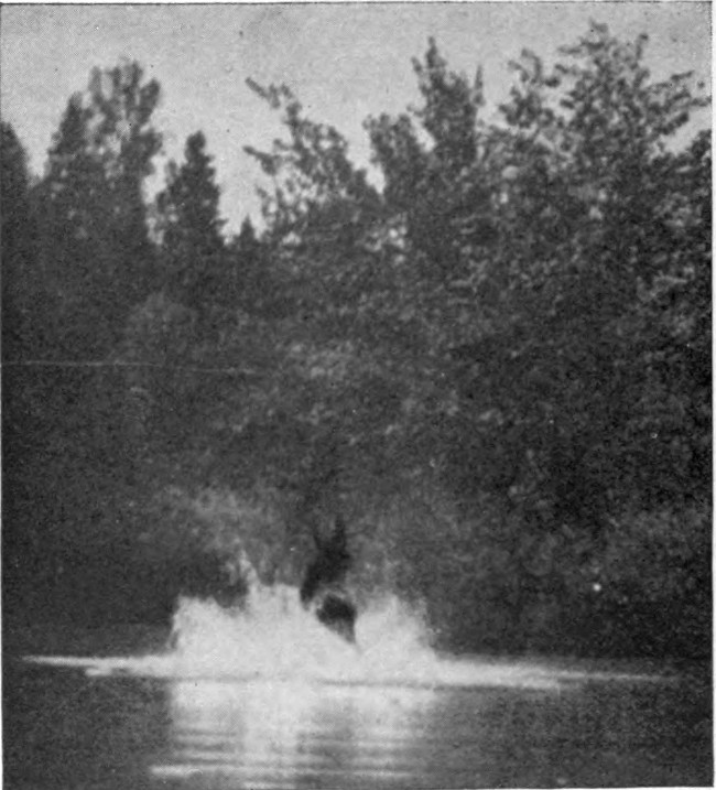 COW MOOSE IN UMSASKIS LAKE.  Photographed from Life.