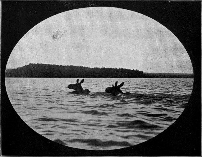 YOUNG BULL AND COW MOOSE SWIMMING.  (Lobster Lake.)  Photographed from Life.