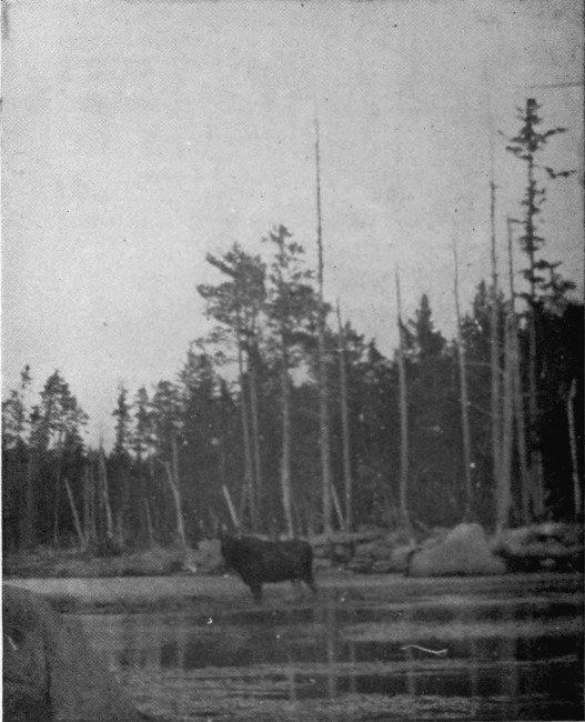 BULL MOOSE IN CARIBOU LAKE.  Photographed from Life.