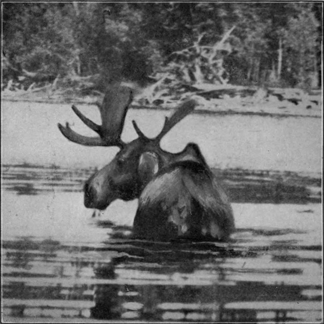 BULL MOOSE IN ALLAGASH STREAM.  (St. John Waters.)  Photographed from Life.