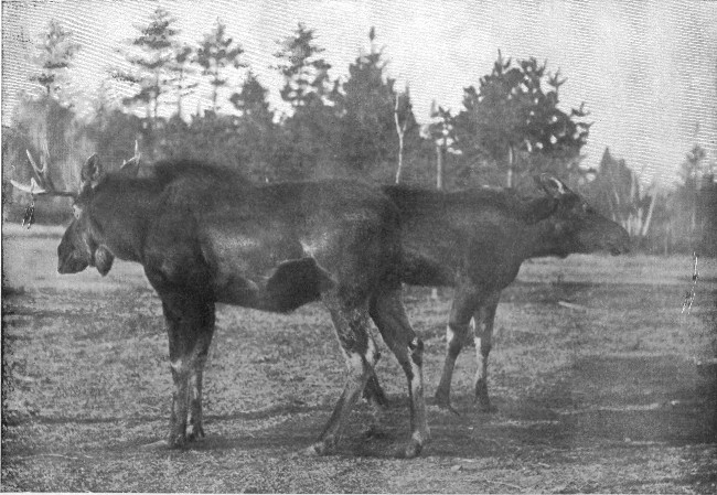 BULL AND COW MOOSE.  Photographed from Life.