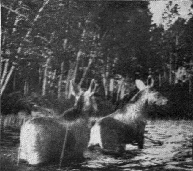 MOOSE CALVES LEAVING WATER.  (Mud Pond Region.)  Photographed from Life.