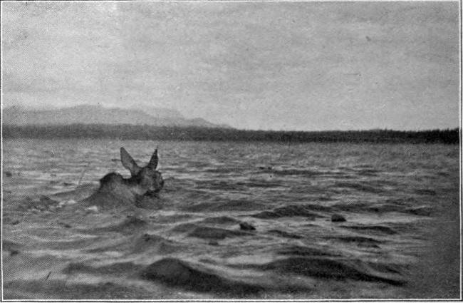 COW MOOSE SWIMMING MOOSEHEAD LAKE  Photographed from Life.