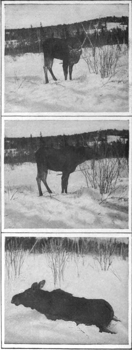 YOUNG BULL MOOSE CAUGHT IN DEEP SNOW.  (Northern Aroostook.)  Photographed from Life.