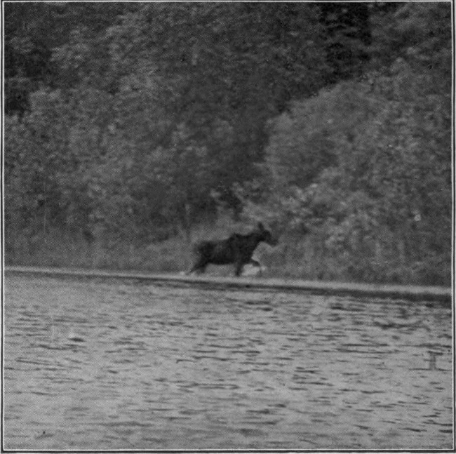 COW MOOSE ON SHORE OF ALLAGASH LAKE.  Photographed from Life.