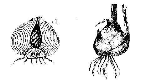 Tunicated Bulb of Hyacinth in section showing "Disc," and Scale Leaves s. l.