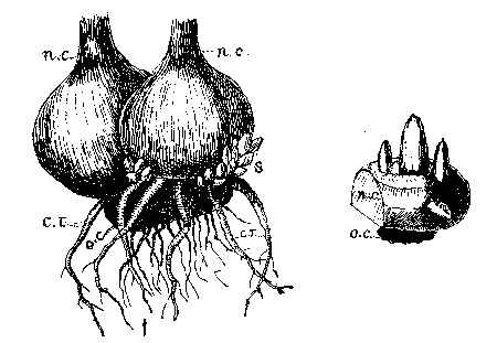 Gladiolus. o. c. old corm; c. r. contractile roots; n. c. new corms with "spawn" (s.) at base.