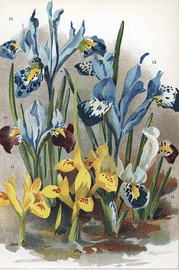 BULBOUS IRISES I. HISTRIO, (11) I. BAKERIANA, (12). I. KOLPAKOWSKYANA, (13) I. DANFORDIÆ, (14) I.PERSICA (15)