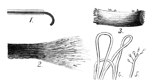 Nerve Fibres