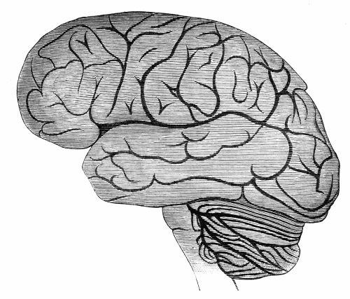 Human Brain