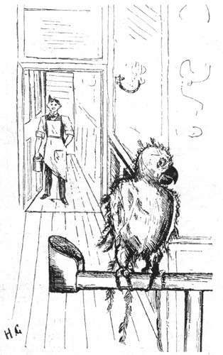 Parrot: "Here he comes again. If he pulls another feather out I'll fly away!"  By H. Grattan in the "Pelican."  SELECTED BY MR. JOHN HASSALL.