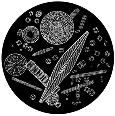 Fig. 16.  Fossil diatoms seen under the microscope. The largest of these is an almost imperceptible speck to the naked eye.