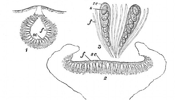 Fig. 31.  Fructification of a lichen. (From Sachs and Oliver.)  Apothecium or spore-chamber of a lichen. 1, Closed. 2, Open. 3, The spore-cases and filaments enlarged, showing the spores. f, Filaments. sc, Spore-cases. s, Spores.