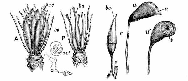 Fig. 35.  Fructification of a moss.  A, Male moss-flower stripped of its outer leaves, showing jointed filaments and oval sacs os and antherozoid cells zc swarming out of a sac. zc´, Antherozoid cell enlarged. z, Free antherozoid. P, Female flower with bottle-shaped sacs bs. bs-c, Bottle-shaped sac, with cap being pushed up. u, Urn of Funaria hygrometrica, with small cap. u´, Urn, from which the cap has fallen, showing the teeth t which keep in the spores.