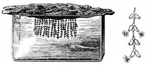 Fig. 67.  Sertularia tenella, hanging from a splint of rock over a water trough. Also piece enlarged to show the animal protruding.