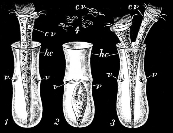 Fig. 68.  Thuricolla folliculata and Chilomonas amygdalum. (Saville Kent.)  1, Thuricolla erect; 2, retracted; 3, dividing. 4, Chilomonas amygdalum. hc, Horny carapace. cv, Contractile vesicle. v, Closing valves.