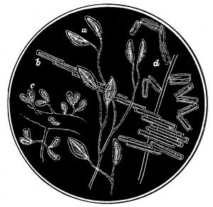 Fig. 69.  Living diatoms.  a, Cocconema lanceolatum. b, Bacillaria paradoxa. c, Gomphonema marinum. d, Diatoma hyalina.