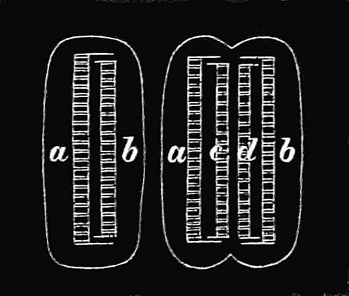 Fig. 70.  A diatom (Diatoma vulgare) growing.  a, b, Flint skeleton inside the jelly-cell. a, c and d, b, Two flint skeletons formed by new valves, c and d, forming within the first skeleton.