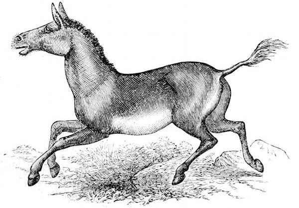 Fig. 74.  Equus hemionus, "Kiang" or "Kulan," the Horse-ass of Tartary and Tibet. (Brehm.)