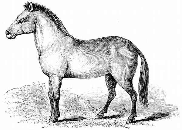 Fig. 75.  Przevalsky's Wild Horse, the "Kertag" or "Statur."