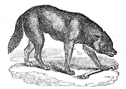 A wolf