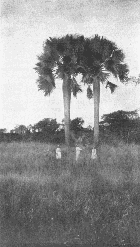 The Bottle Palm.