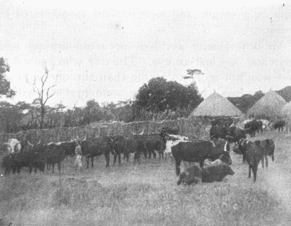 Cattle Pen of the Batonga.