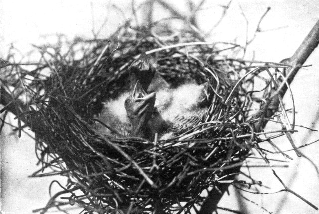 ROSE-BREASTED GROSBEAKS, SIX DAYS OLD