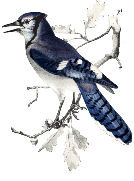 BLUE JAY