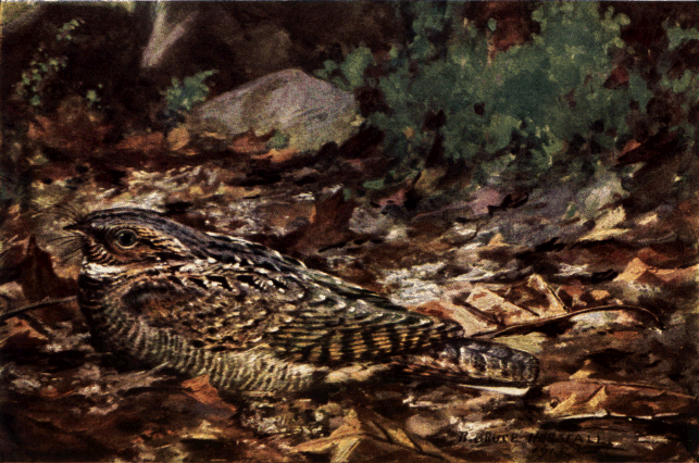 WHIPPOORWILL