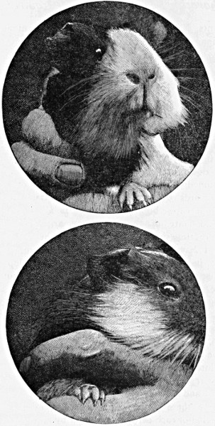 Fig. 1.—Reproduction of photographs from life of a male and female guinea-pig, whose left restiform bodies had been injured by a scalpel six months previously. The loss of tissue in both ears was due to haematoma and dry gangrene, which, however, had ceased when the photograph was taken.