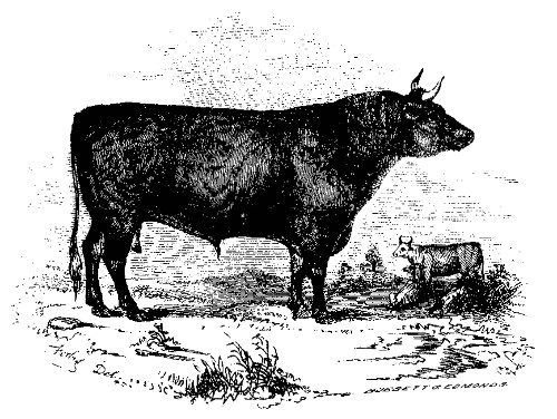 DEVON.  The best Devon Bull over Three Years Old: Owned by W. P. and C. S. Wainwright.