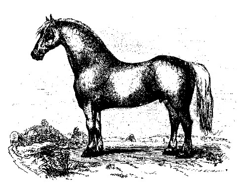 OLD CLYDE.  Best Foreign Horse: owned by Jane Ward, Markham, Canada West.