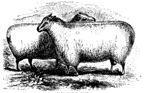 LONG-WOOLED SHEEP.  Best long-wooled buck and ewe over two years old: owned by J. McDonald and Wm. Rathbone.