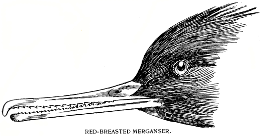 RED-BREASTED MERGANSER.