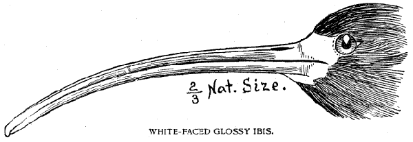 WHITE-FACED GLOSSY IBIS.