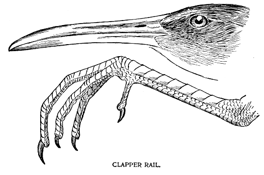 CLAPPER RAIL.