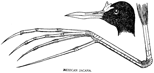 MEXICAN JACANA.