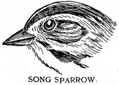 SONG SPARROW.