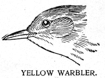 YELLOW WARBLER.