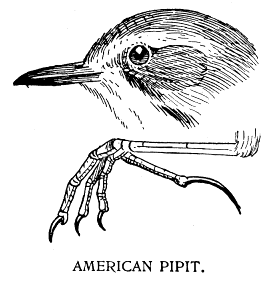 AMERICAN PIPIT.