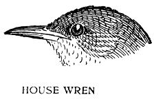 HOUSE WREN.