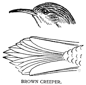 BROWN CREEPER.