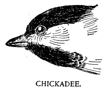 CHICKADEE.