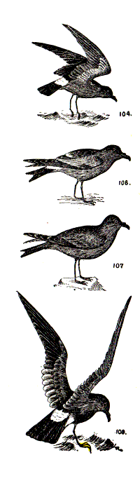 bird images