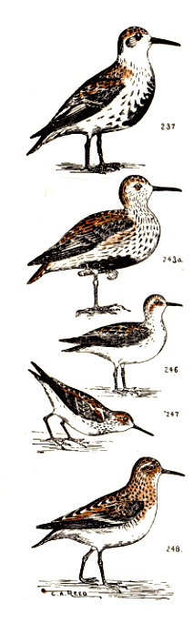 bird images